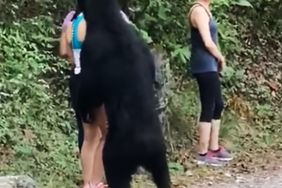 ataque oso negro mexico